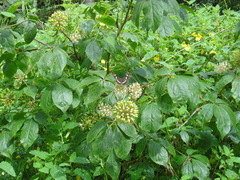 Eleutherococcus senticosus