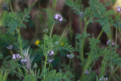 Astragalus didymocarpus