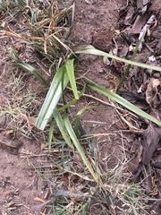 Colchicum eucomoides
