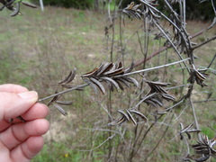Indigofera suffruticosa