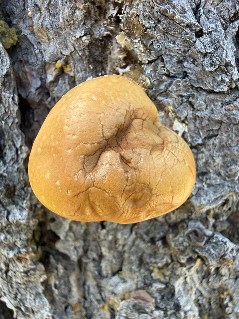 Veiled Polypore · June 2026 · photo: Photo: (c) Julie Wittmann, some rights reserved (CC BY-SA) · iNaturalist