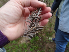 Indigofera suffruticosa