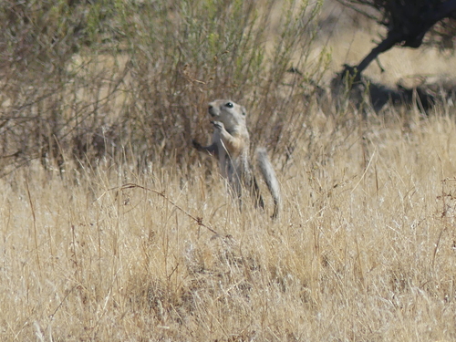 Nelson's Antelope Squirrel observed by jonhakim