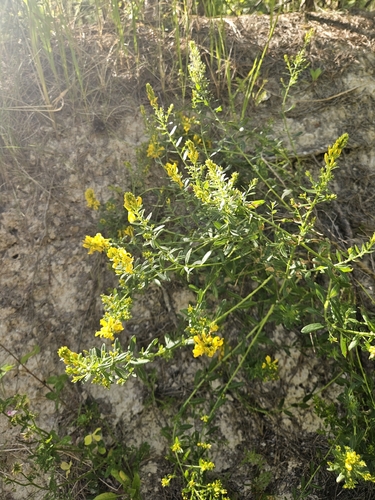 Dyer's Greenweed