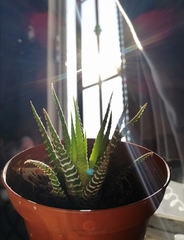 Haworthiopsis fasciata