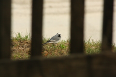 Motacilla alba