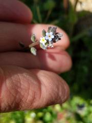 Myosotis stricta