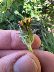 (c) Kieran Hanrahan, some rights reserved (CC BY) Agoseris grandiflora, photograph (c) Kieran Hanrahan, some rights reserved (CC BY)