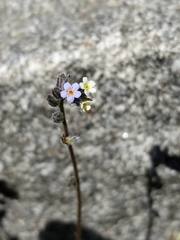 Myosotis stricta
