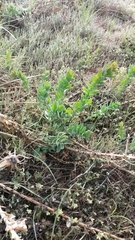 Linaria dalmatica dalmatica