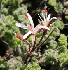 Pelargonium alternans alternans