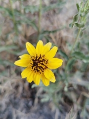 Helianthus laciniatus