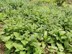 Pentaglottis sempervirens