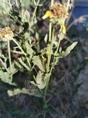 Helianthus laciniatus