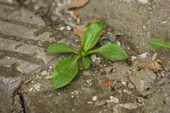 Plantago major