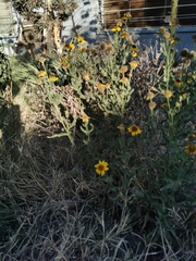 Helianthus laciniatus
