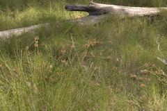 Fimbristylis ferruginea