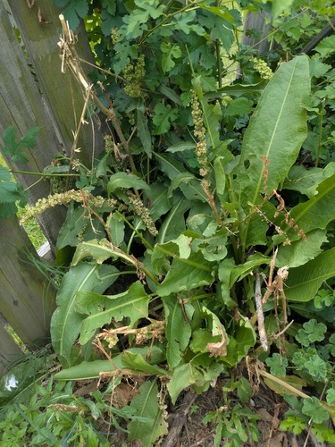 Rumex patientia, photograph 1