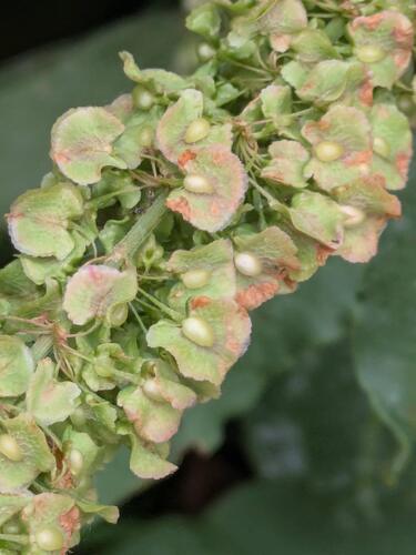 Rumex patientia, photograph 2