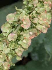 (c) Kevin Faccenda, some rights reserved (CC BY) Rumex patientia, photograph (c) Kevin Faccenda, some rights reserved (CC BY)