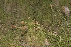 Fimbristylis ferruginea
