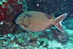 Brown-Spotted Spinefoot photo 5