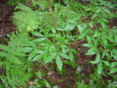 Acer mandshuricum