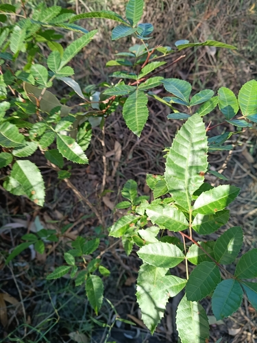 Brazilian pepper