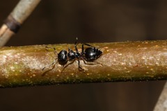 Crematogaster liengmei