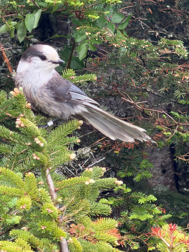 Canada Jay