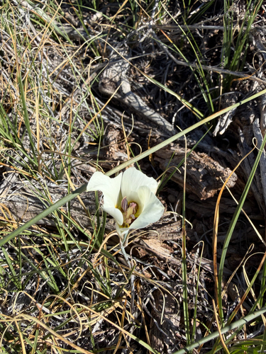 iNaturalist observation photo of Bruneau Mariposa Lily