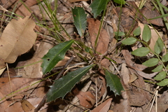 Myrsine variabilis