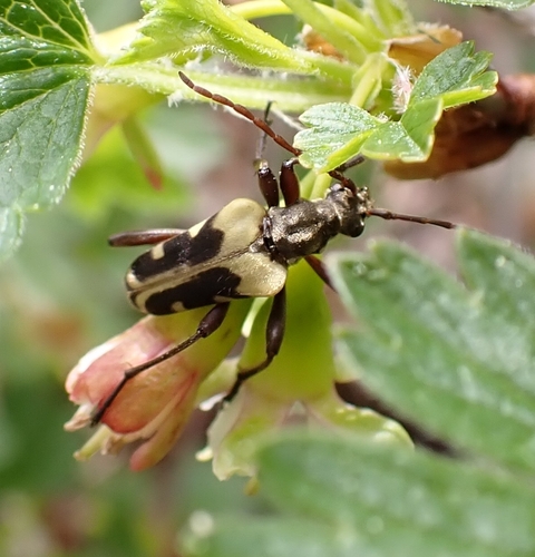 Evodinus monticola