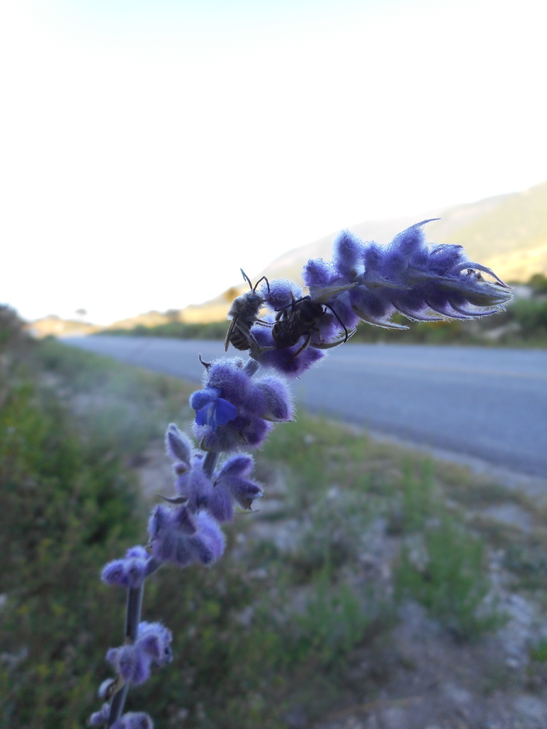 Blue Gypsum Sage