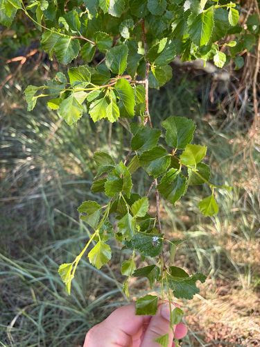 iNaturalist observation photo of water birch