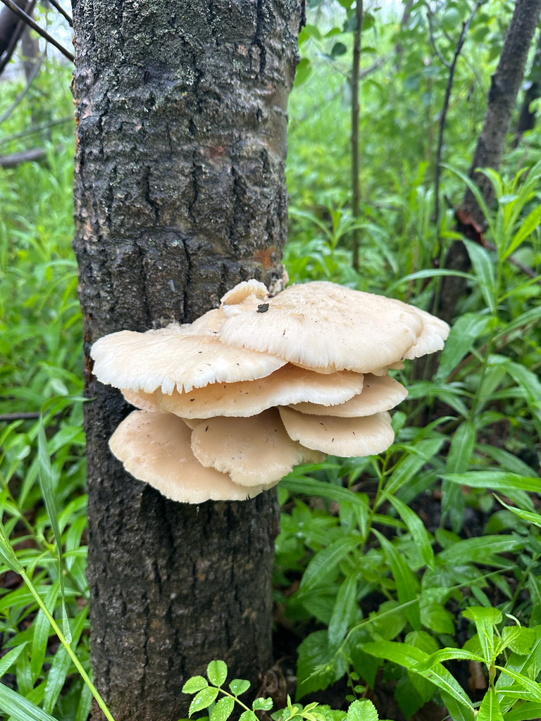 aspen oyster mushroom · June 2026 · photo: Photo: no rights reserved · iNaturalist