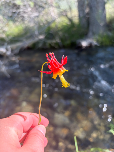 iNaturalist observation photo of western columbine
