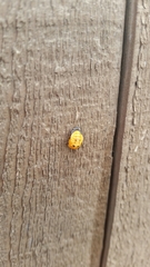 Coccinella septempunctata