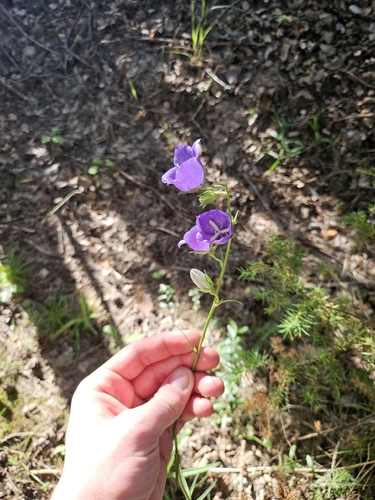 Peach-leaved Bellflower