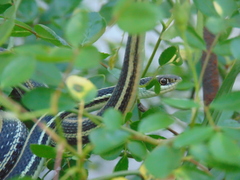 Thamnophis proximus proximus