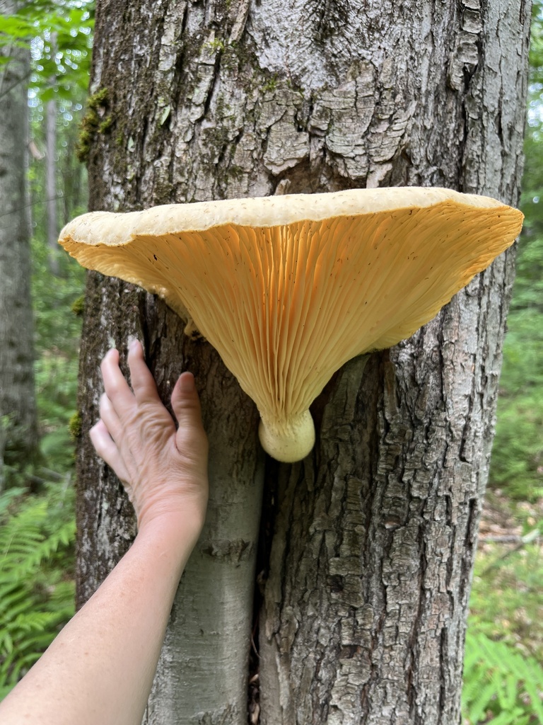 Lynx Paw Oyster · June 2026 · photo: Photo: (c) Dawn Nelson, some rights reserved (CC BY) · iNaturalist