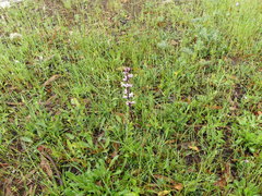 Orobanche crenata