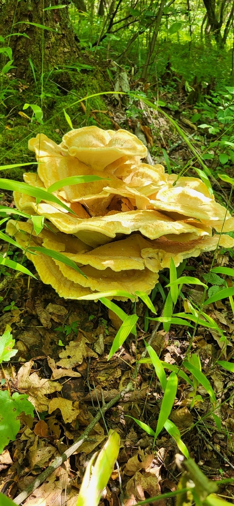 Berkeley's Polypore · June 2026 · photo: Photo: (c) Ben Meredyk, some rights reserved (CC BY) · iNaturalist