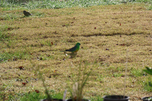 Red-rumped Parrot