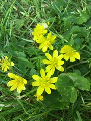 Ficaria verna