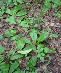 Clintonia udensis