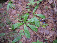 Clintonia udensis