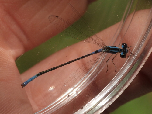 Azure Bluet photo 5