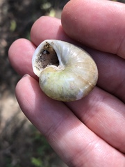 Zachrysia provisoria