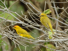 Sicalis columbiana